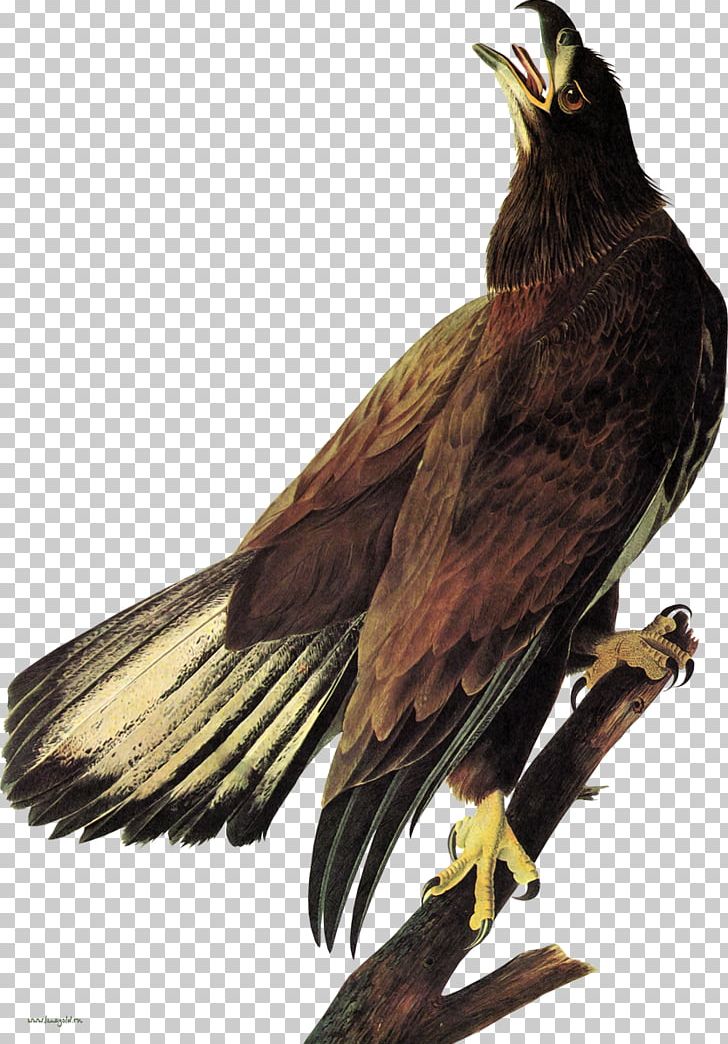 Bald Eagle The Birds Of America White-tailed Eagle Hawk PNG, Clipart, Animals, Bald Eagle, Beak, Bird, Bird Of Prey Free PNG Download