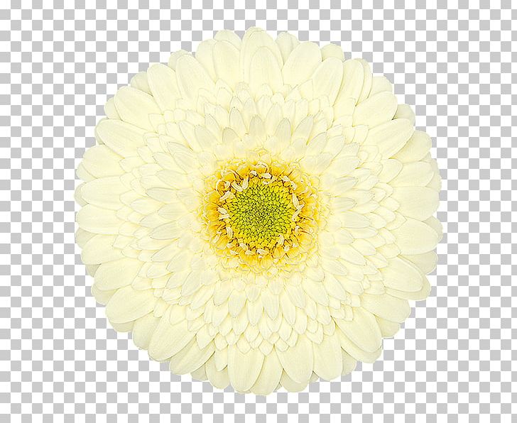 Transvaal Daisy Chrysanthemum Cut Flowers Petal PNG, Clipart, Aslaki Print, Chrysanthemum, Chrysanths, Cut Flowers, Daisy Free PNG Download