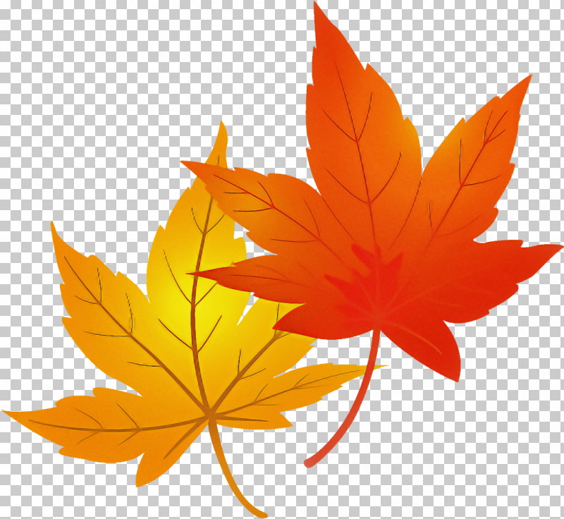 Maple Leaves Autumn Leaves PNG, Clipart, Autumn, Autumn Leaves, Black Maple, Deciduous, Flower Free PNG Download