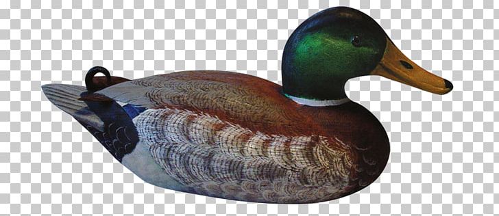 Mallard Wood Duck PNG, Clipart, Animal Figure, Beak, Bird, Canvasback, Common Merganser Free PNG Download