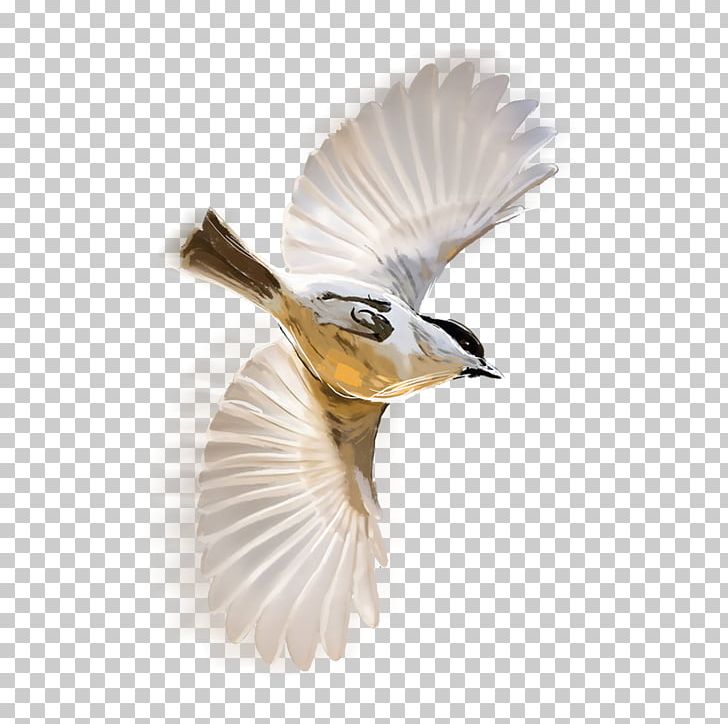 PicsArt Photo Studio Bird Holography Sticker PNG, Clipart, Beak, Bird, Fauna, Feather, Flying Wing Free PNG Download