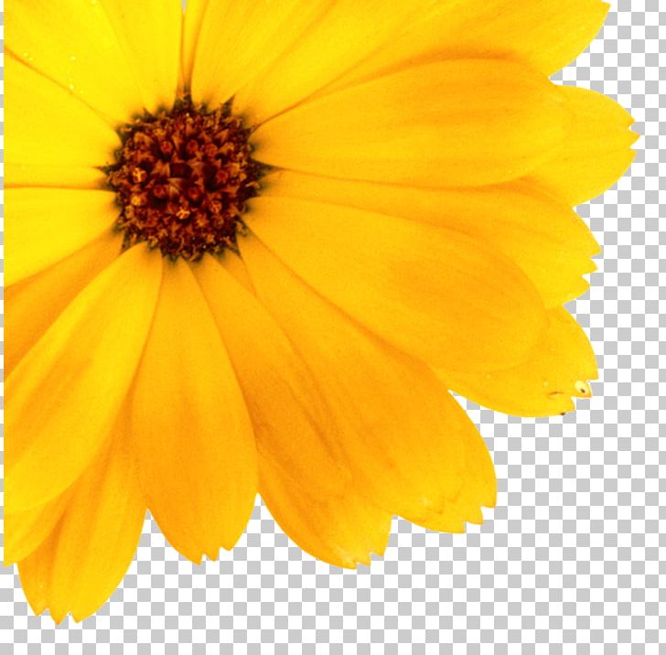 Skin Cosmetics Infant English Marigold Portable Network Graphics PNG, Clipart, Annual Plant, Calendula, Calendula Officinalis, Closeup, Cosmetics Free PNG Download