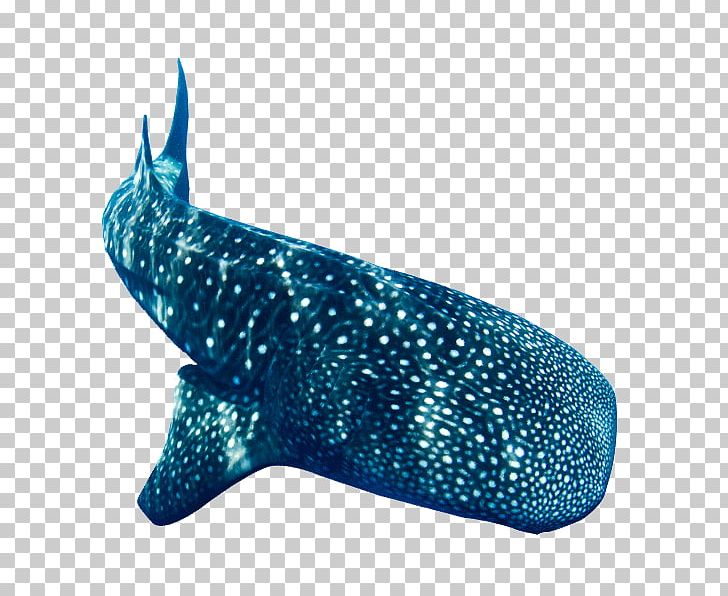 Whale Shark Donsol Scuba Diving Cetacea PNG, Clipart, Animals, Aqua, Blue, Cartilaginous Fish, Cetacea Free PNG Download