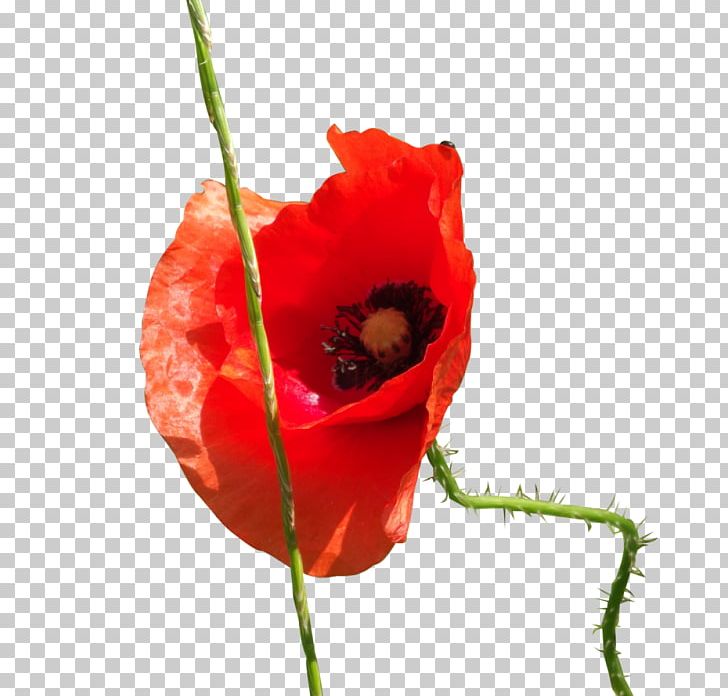 Common Poppy Cut Flowers Poppies PNG, Clipart, Art, Bud, Common Poppy, Coquelicot, Cut Flowers Free PNG Download
