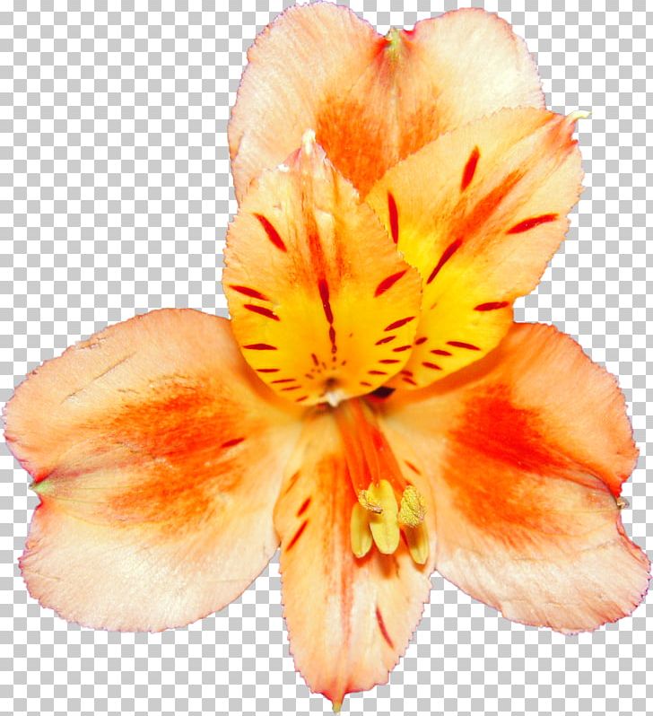 Drawing Flower Bouquet PNG, Clipart, Alstroemeriaceae, Canna Family, Canna Lily, Computer Icons, Cut Flowers Free PNG Download