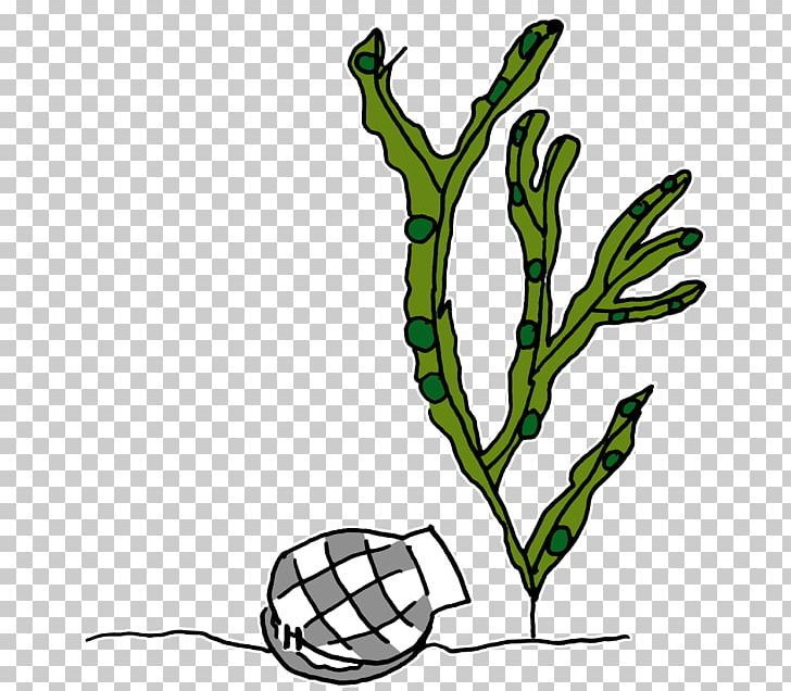 Drawing Line Art Painting PNG, Clipart, Algae, Art, Artwork, Branch, Chess Free PNG Download