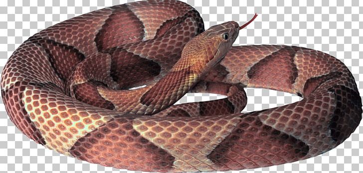 Snake Desktop PNG, Clipart, Anaconda, Animals, Boa Constrictor, Boas, Cobra Free PNG Download