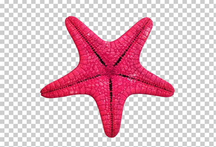 Starfish Animal Sea Vegetation PNG, Clipart, Alina Grosu, Animal, Animals, Beautiful Starfish, Cartoon Starfish Free PNG Download