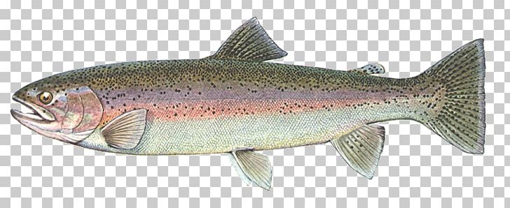 Coastal Cutthroat Trout Coho Salmon Sardine Rainbow Trout PNG, Clipart, Anchovy, Animal Figure, Animals, Bony Fish, Brook Trout Free PNG Download