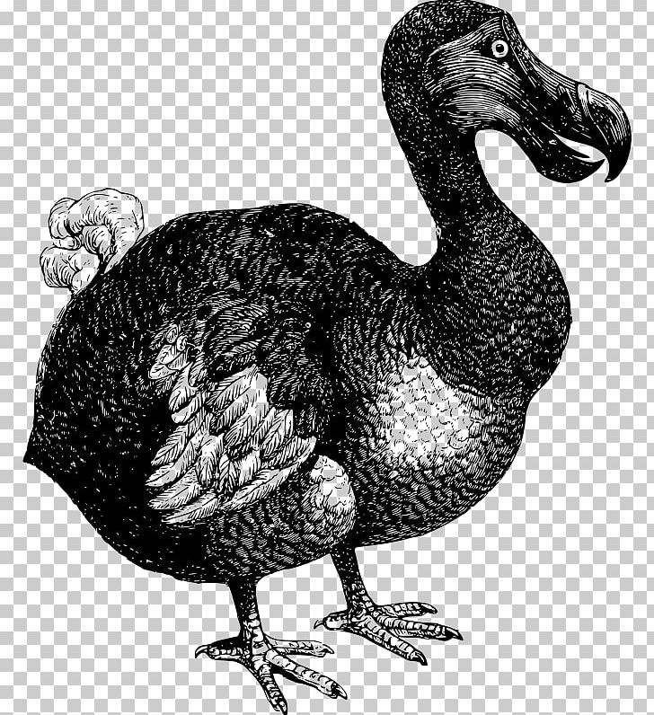 Dodo Bird Extinction Flightless Bird PNG, Clipart, Animals, Beak, Bird, Bird Extinction, Black And White Free PNG Download