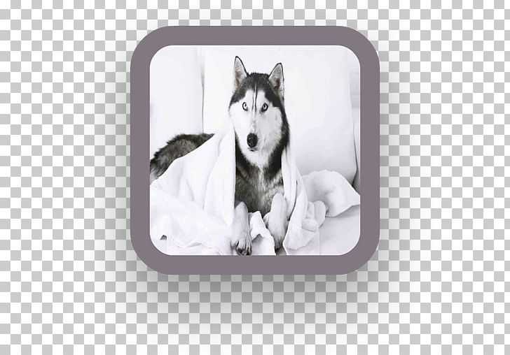 Miniature Siberian Husky Sakhalin Husky Alaskan Malamute Puppy PNG, Clipart, Alaskan Husky, Alaskan Klee Kai, Alaskan Malamute, Android, Animals Free PNG Download