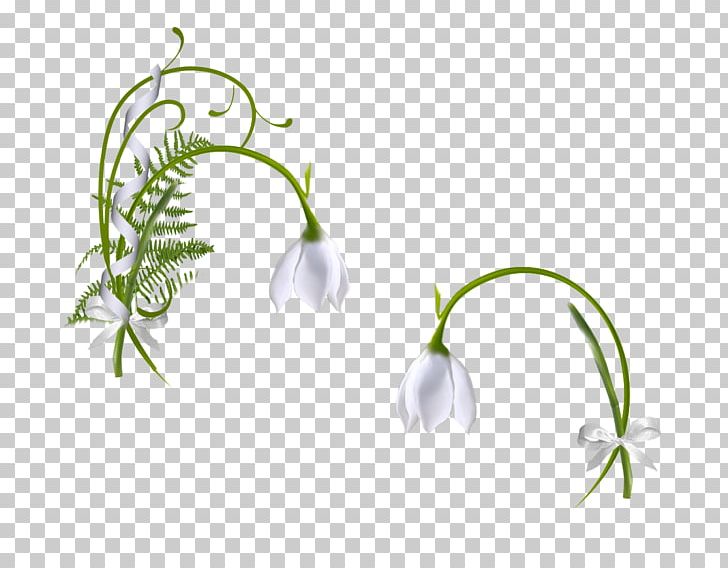 Ornamental Plant Snowdrop Leaf PNG, Clipart, Animaatio, Branch, Computer, Computer Wallpaper, Desktop Wallpaper Free PNG Download