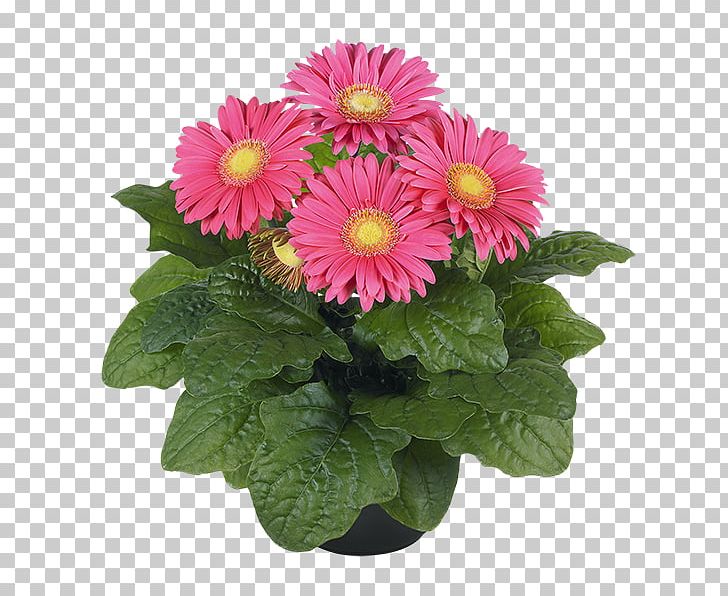 Transvaal Daisy Flowerpot Chrysanthemum Houseplant PNG, Clipart, African Violet, African Violets, Annual Plant, Aster, Chrysanthemum Free PNG Download