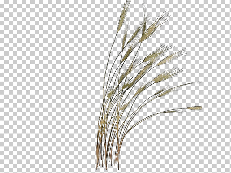 Plant Stem Grasses Twig Emmer Tree PNG, Clipart, Biology, Commodity, Emmer, Grain, Grasses Free PNG Download