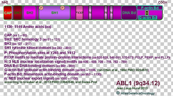 ABL Atlas Of Genetics And Cytogenetics In Oncology And Haematology Philadelphia Chromosome Murine Leukemia Virus PNG, Clipart, Abl, Actinbinding Protein, Area, Bcr, Brand Free PNG Download