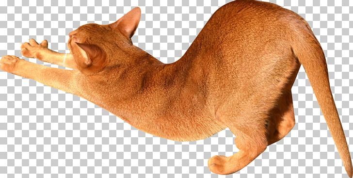 Abyssinian Kitten Stretching Digital Scrapbooking PNG, Clipart, Abyssinian, Animal, Animal Figure, Animals, Carnivoran Free PNG Download
