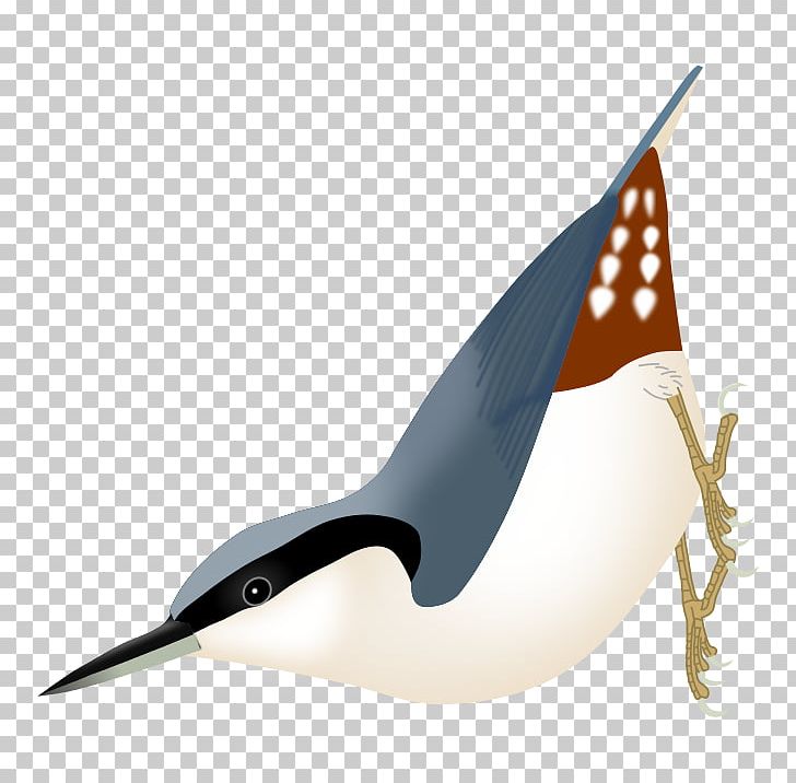 Bird Eurasian Nuthatch Passerine Beak PNG, Clipart, Animals, Beak, Beautiful Nuthatch, Bird, Drawing Free PNG Download