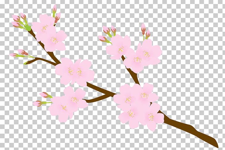 Cherry Blossom Flower Petal Floral Design PNG, Clipart, Blossom, Branch, Cherry, Cherry Blossom, Floral Design Free PNG Download