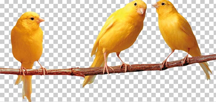 Domestic Canary Bird Nest Finch Pet PNG, Clipart, Animals, Astrology, Atlantic Canary, Beak, Bird Free PNG Download