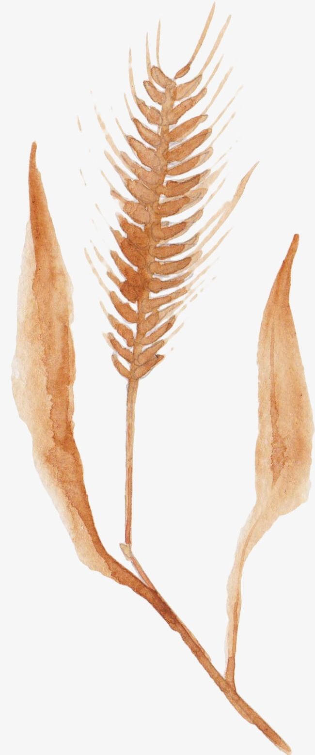 Watercolor Wheat PNG, Clipart, Autumn, Autumn Harvest, Crop, Food, Harvest Free PNG Download