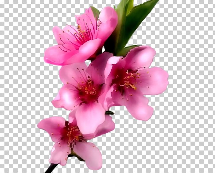 Paper Pink Flower PNG, Clipart, Blossom, Branch, Cherry Blossom, Color, Designer Free PNG Download