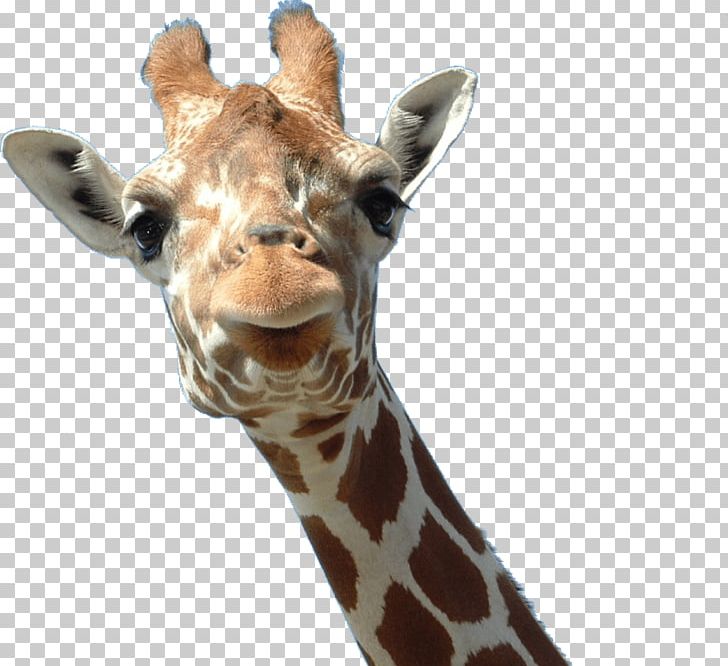 Portable Network Graphics Northern Giraffe Okapi PNG, Clipart, Animal, Animal Face, Desktop Wallpaper, Fauna, Giraffe Free PNG Download