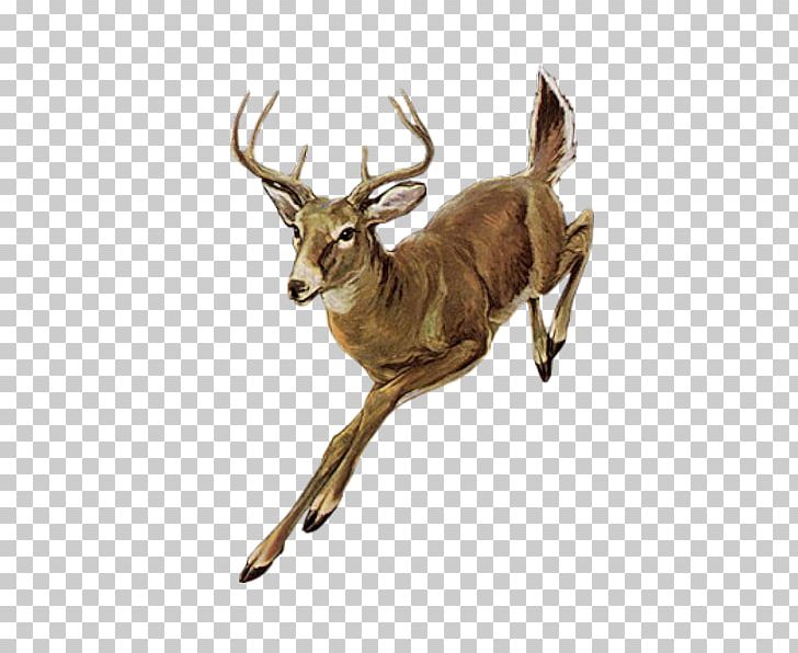 Roe Deer Red Deer Elk PNG, Clipart, Animal, Animals, Antler, Centerblog, Christmas Deer Free PNG Download
