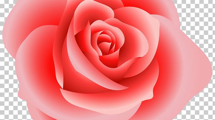 Rose PNG, Clipart, Closeup, Color, Cut Flowers, Desktop Wallpaper, Download Free PNG Download