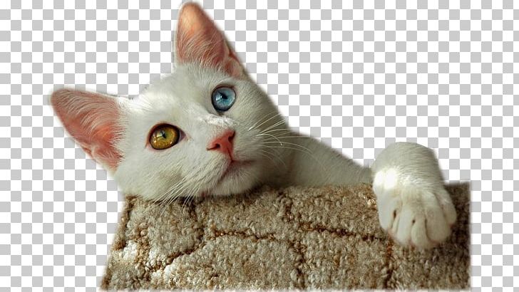 Turkish Van Singapura Cat Van Cat Russian Blue PNG, Clipart, American Wirehair, Animals, Bengal Cat, Breed, British Semilonghair Free PNG Download