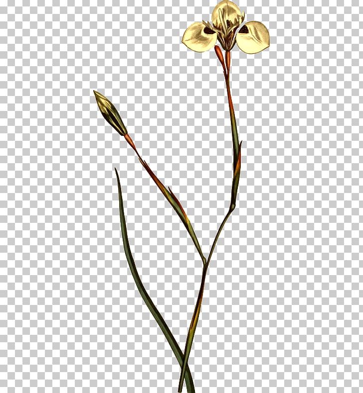 Botany Flower Drawings Illustration PNG, Clipart, Art, Botany, Branch, Cut Flowers, Drawing Free PNG Download