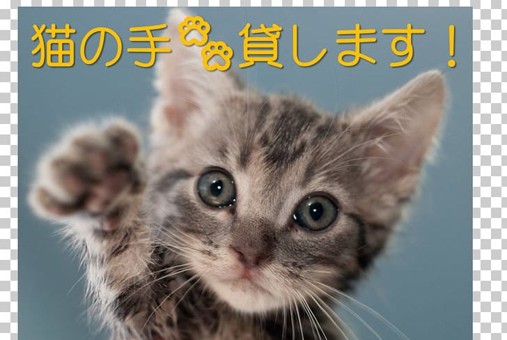 Cat Food Dog ガールズちゃんねる Pet PNG, Clipart, American Shorthair, American Wirehair, Animals, Asian, Blog Free PNG Download