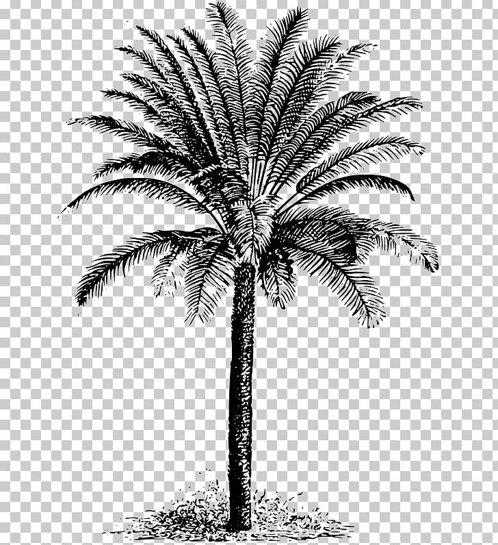 Cycad Drawing PNG, Clipart, Arecaceae, Arecales, Attalea Speciosa, Black And White, Borassus Flabellifer Free PNG Download