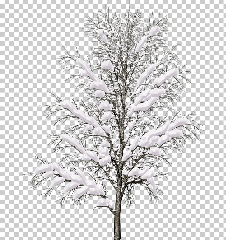 Populus Nigra Tree Architectural Rendering PNG, Clipart, Architectural Rendering, Birch, Black And White, Branch, Conifer Free PNG Download