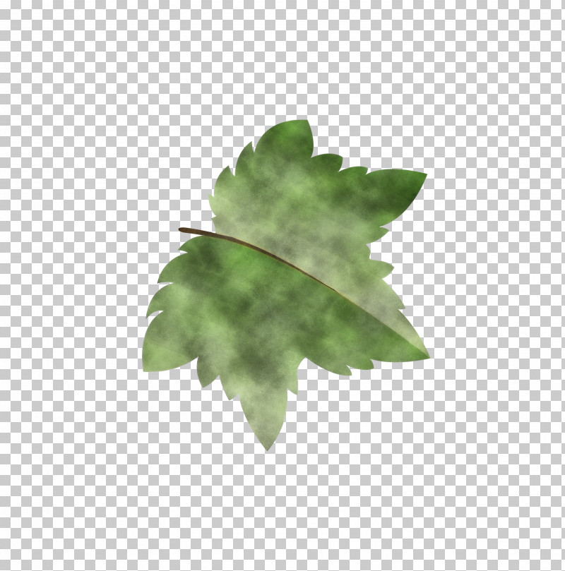 Fern PNG, Clipart, Autumn Leaf, Autumn Leaf Color, Branch, Cartoon Leaf, Computer Free PNG Download