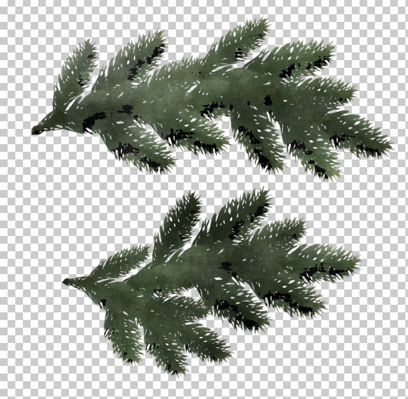 Fern PNG, Clipart, American Larch, Balsam Fir, Canadian Fir, Colorado Spruce, Columbian Spruce Free PNG Download