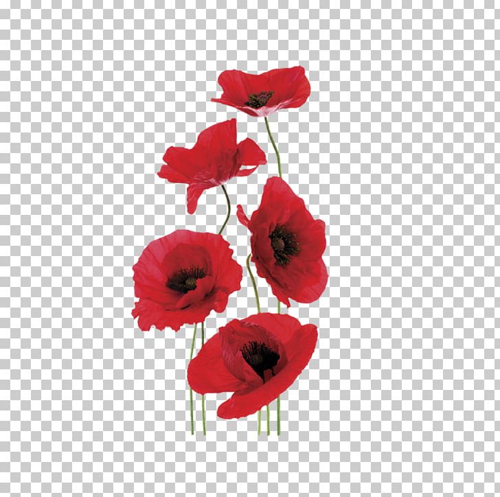 Common Poppy World War I Anzac Day Modern History Syllabus PNG, Clipart, Anzac Day, Artificial Flower, Common Poppy, Coquelicot, Cut Flowers Free PNG Download