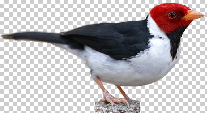 Finch Bird Northern Cardinal Scarlet Macaw PNG, Clipart, Beak, Bird, Cardinal, Fauna, Feather Free PNG Download