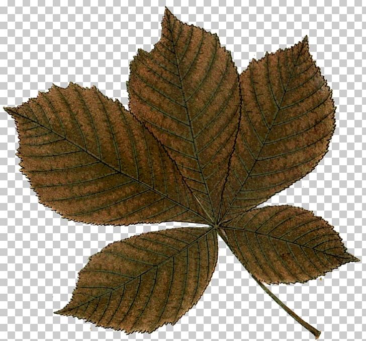 Leaf W. King Ambler PNG, Clipart, Giclee, Leaf, Oculomotor Nerve, Photography, Picture Frames Free PNG Download