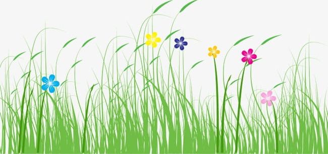 Grass Dog's Tail Grass PNG, Clipart, Color, Color Flowers, Dogs, Dogs Clipart, Flowers Free PNG Download