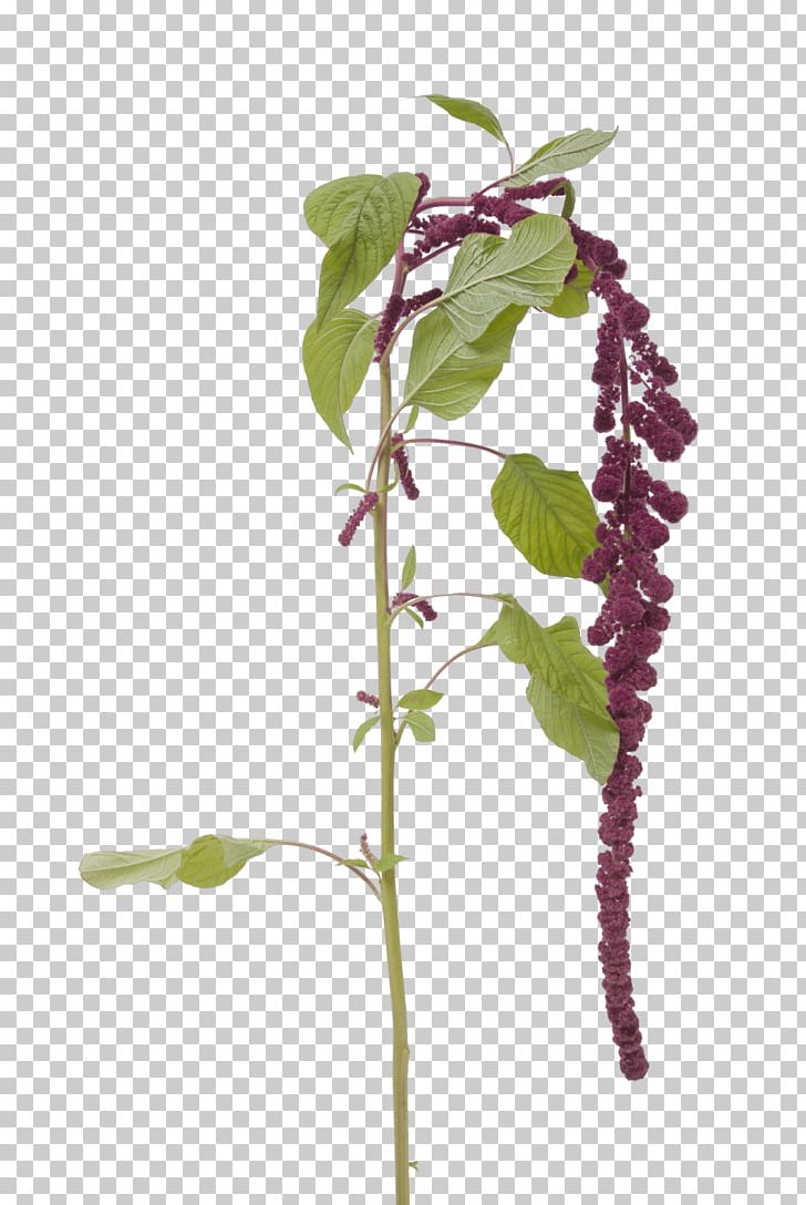 Love-Lies-Bleeding Red Amaranth Flowering Plant Plant Stem PNG, Clipart, Amaranth, Atmosphere Was Strewn With Flowers, Branch, Flora, Flower Free PNG Download