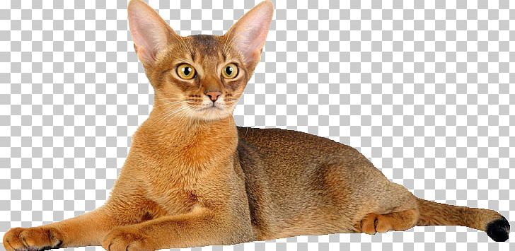 Abyssinian Cat Kitten Donskoy Cat Sphynx Cat Peterbald PNG, Clipart, Abyssinian, Animals, Carnivoran, Cat Like Mammal, Fauna Free PNG Download