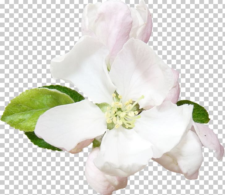 Cut Flowers Rosaceae Petal Rose PNG, Clipart, Blossom, Cut Flowers, Flower, Flowering Plant, Imitation Free PNG Download
