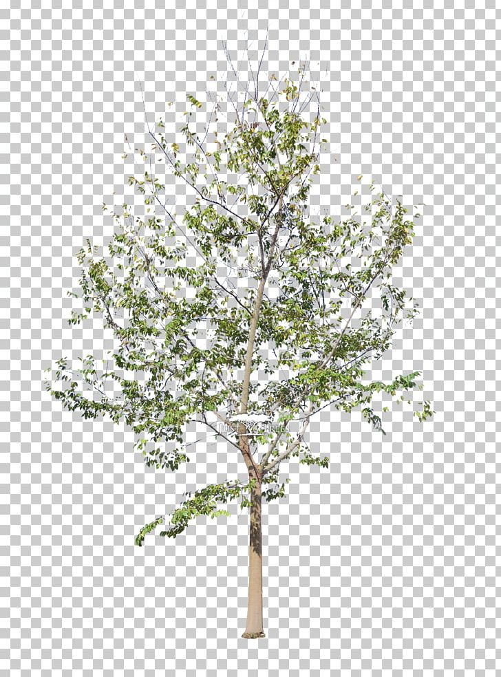 Plant Stem Tree Artificial Flower PNG, Clipart, Artificial Flower, Branch, Celtis Sinensis, Chinese, Color Free PNG Download