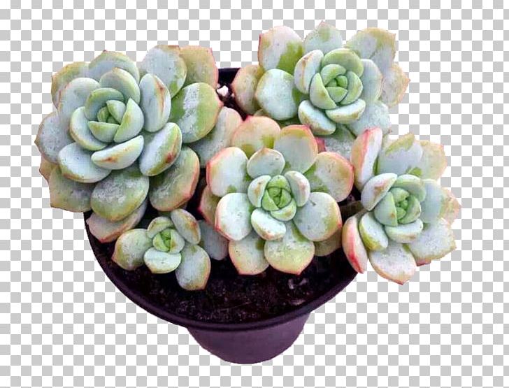 Succulent Plant Euclidean PNG, Clipart, Crop, Cultivo, Drawing, Flowerpot, Food Drinks Free PNG Download