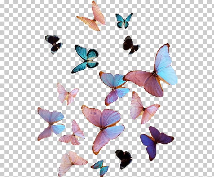 Butterfly Cuteness Victon Aesthetics Color PNG, Clipart, Aegyo, Art, Blue, Butterflies And Moths, Butterfly Free PNG Download