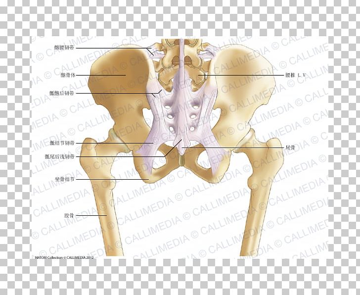 Pelvis Anatomy Bone Human Skeleton Ligament PNG, Clipart, Anatomy, Angle, Bone, Fantasy, Furniture Free PNG Download