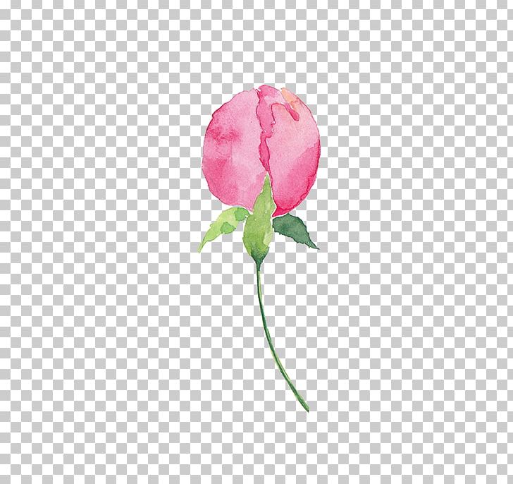 Garden Roses Cabbage Rose Cut Flowers Petal PNG, Clipart, Bud, Cut Flowers, Dahlia, Flower, Flowering Plant Free PNG Download