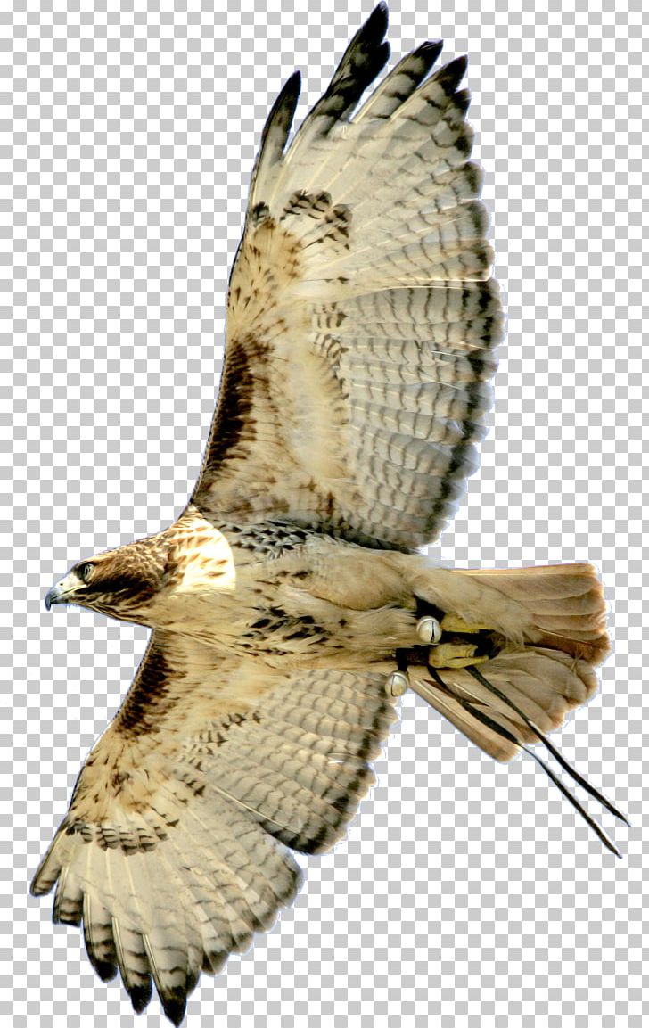Hawk Bird Buzzard Eagle Owl PNG, Clipart, Accipitriformes, Animals, Beak, Bird, Bird Of Prey Free PNG Download