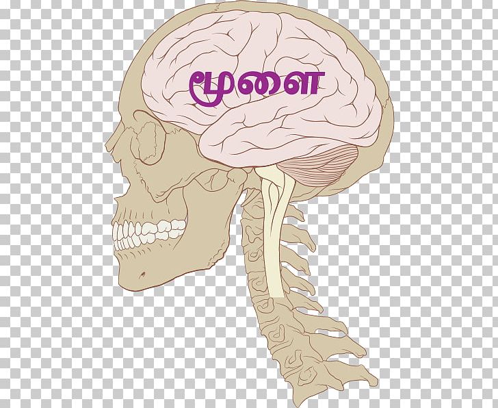 Human Brain Blue Brain Project Traumatic Brain Injury Central Nervous System PNG, Clipart,  Free PNG Download