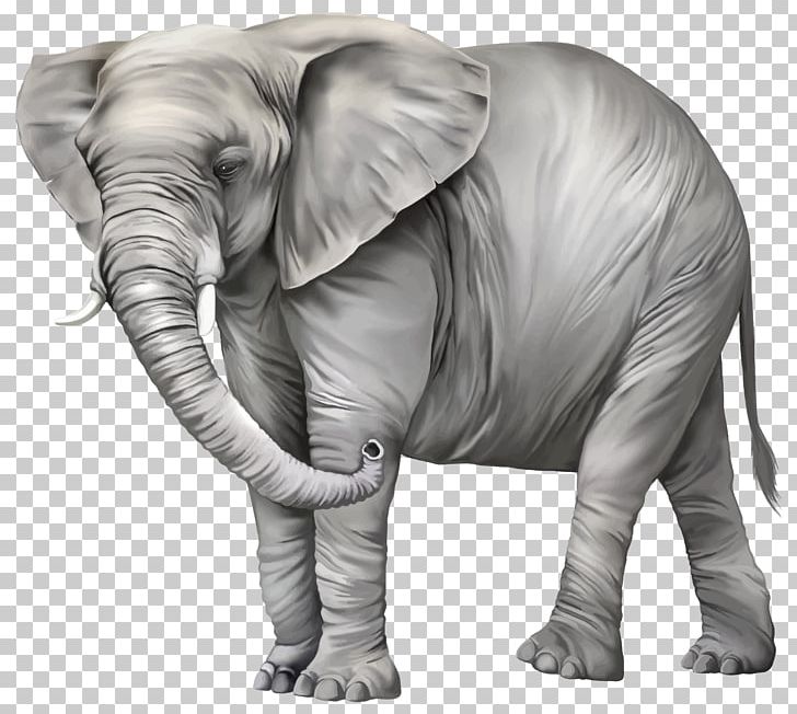 Asian Elephant PNG, Clipart, African Elephant, Animals, Asian Elephant, Black And White, Drawing Free PNG Download